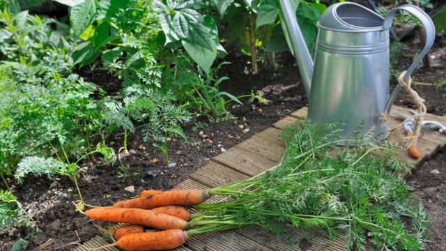 Хочешь вкусную морковь - Выращивай, как - я! смотреть онлайн