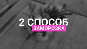 Уборка и хранение лука порея.