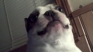 Boston Terrier dog likes his belly tickled! Funny face ~ CUTE! (Original)