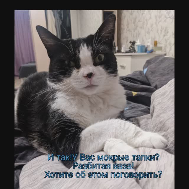 котики и кошечки, хорошего настроения!!