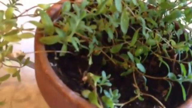 What a Lavender Plant Looks Like - Care Indoor смотреть онлайн