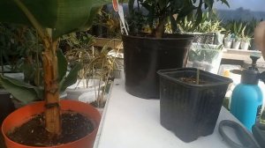 Быстрая прививка кумквата Osha. Kumquat