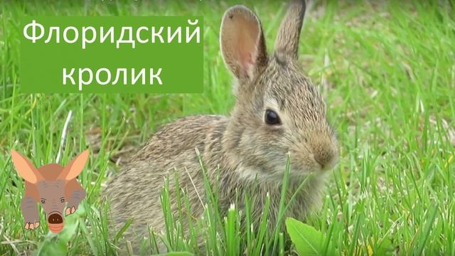 Чем заяц отличается от кролика смотреть онлайн