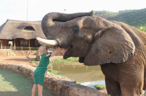 Смешные слонята: слоны приколы видео, купание слонов!