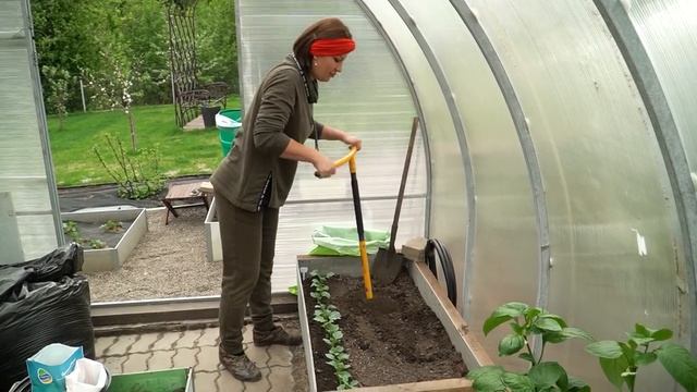 Голова садовая - Все, что нужно знать про высадку рассады перца! смотреть онлайн