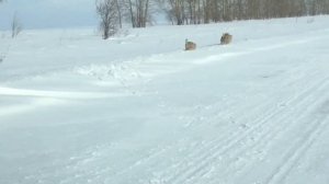 #лайка #западносибирскаялайка #воспитаниещенкалайки Воспитание щенка Лайки,выгул и перваятренировка