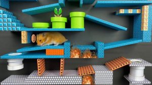 Super Mario Hamster Bros Maze ? Cardboard maze with traps Hamsters Show