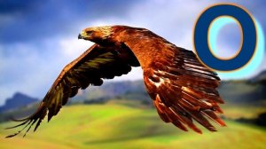 Азбука. Животные. Обучающие и развивающие видео для детей