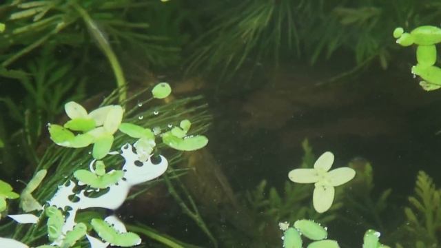 Аквариумная креветка Амано (Caridina multidentata) и мальки чёрной моллинезии в общем аквариуме смотреть онлайн