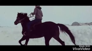 Американский рысак - "Маэстро"