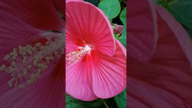 Hibiscus moscheutos ?