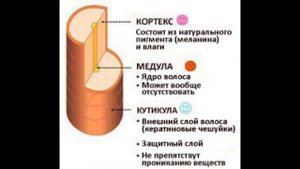 Строение,структура и рост волос