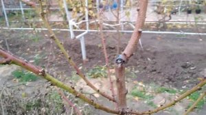 Посадка персика - от косточки до взрослого дерева. Все подробности. Часть2.