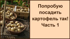 Посадка картофеля без окучивания. Выращивание по технологии "ленивых"