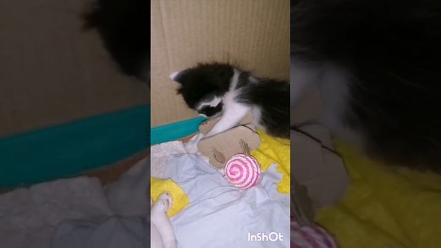 3- День 29-й. Богатырь - Котенок-исследователь. смотреть онлайн