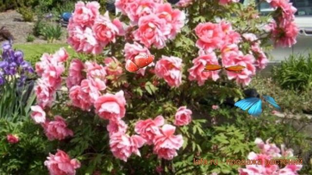 Пион древовидный Розовый Король (fen zhong guan) ? обзор: как сажать, саженцы пиона Розовый Король смотреть онлайн