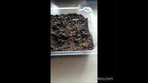 Томат от посева до всходов от Семена Алтая Ожерелье красное, Званый вечер