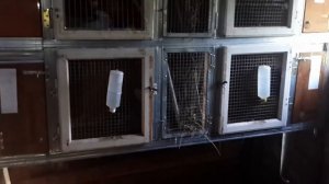 Клетки для кроликов в помещении