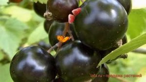 Смородина черная Белорусская (ribes nigrum) ? обзор: как сажать, саженцы смородины Белорусская