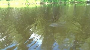lake Vozhe. Озеро Воже,  Чаронда, на трех пикапах