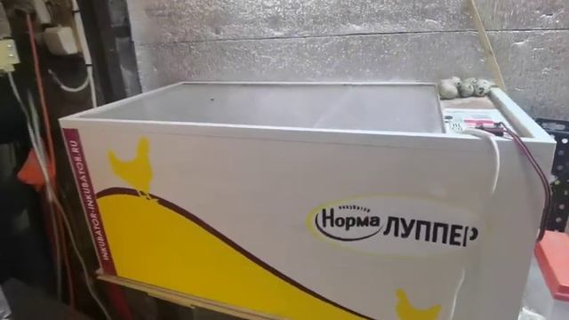 Какой купить инкубатор для яиц. Рекомендации начинающим, проверено временем! смотреть онлайн