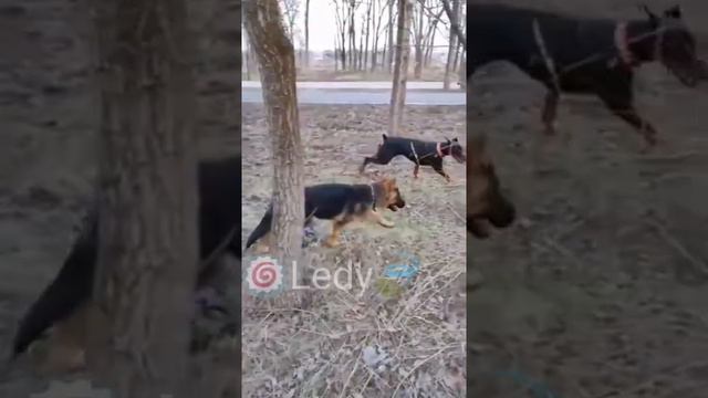 ~Эдит Немецкая овчарка и Доберман~ смотреть онлайн