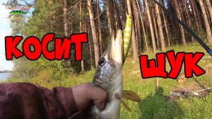 Воблер Fishycat Junglecat 140 от BearKing - УБИЙЦА ЩУК !!!