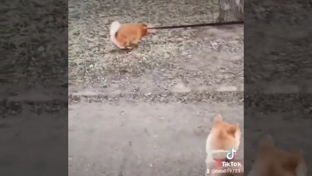 Собачьи радости?