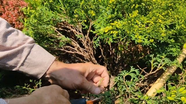 Туя западная Даника (Thuja occidentalis Danica) особенности ухода. смотреть онлайн