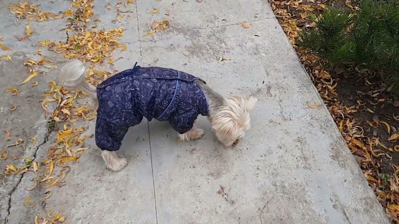 Боня с папой играет в догонялки. смотреть онлайн