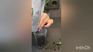 Укоренение черенков монстеры в воде и грунте