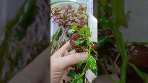 Готовый набор быстрорастущих растений