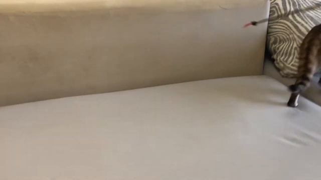 Бенгальская кошечка смотреть онлайн