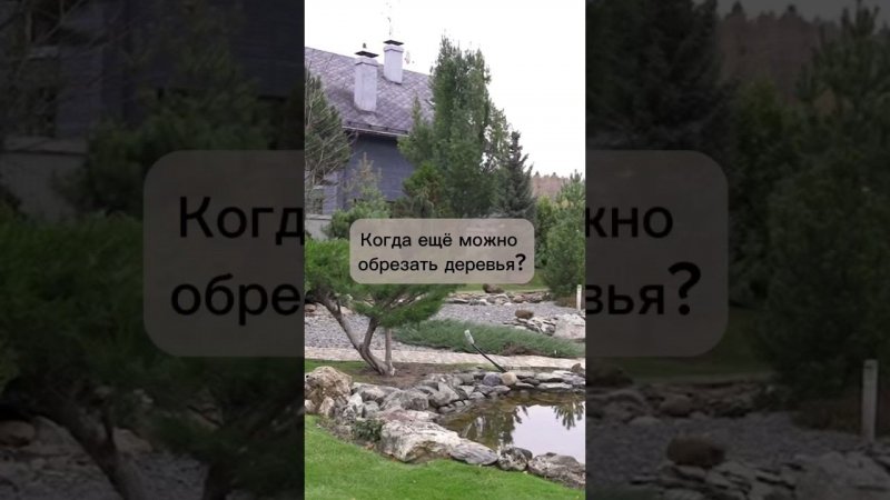 Когда еще можно обрезать деревья? #бонсай #bonsai #ниваки #сад #андрейдарусенков #обрезкадеревьев