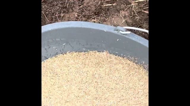 Как сделать газон на даче ? Расчистили лес и посадили газон. #дачныйвлог #дача #строительство