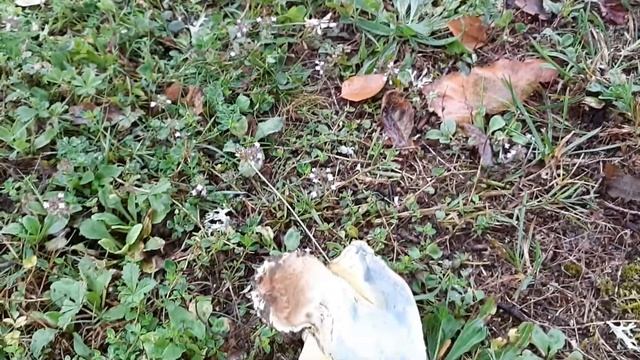 Caloboletus radicans (Боровик коренящийся), August 4, 2021 смотреть онлайн