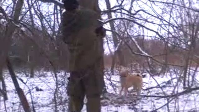 Рабочая собака по кунице.Волгоградская область