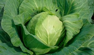 Что нужно делать чтобы капуста завязывалась всегда! Почему не завязалась капуста