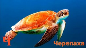 Животные для детей на буквы Ц и Ч.