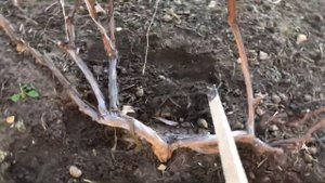 Виноград нужно рыхлить,уход за виноградом