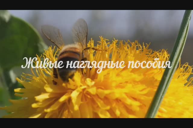 Живые наглядные пособия