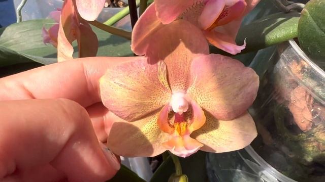 Домашнее цветение орхидей | Legato,Pirate Picotee,Rembrandt,Stellenbosch,Flash Dance,Leco Fantastic смотреть онлайн