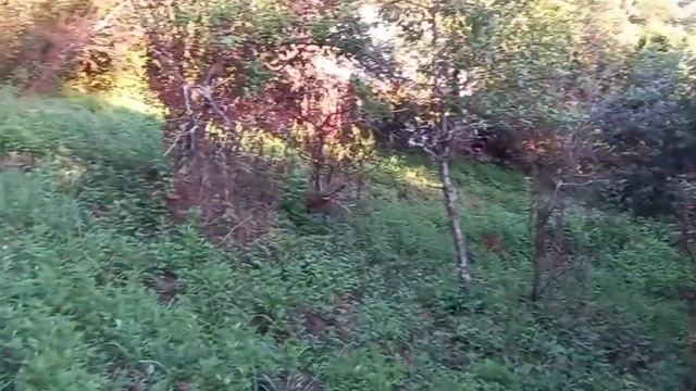 Участок земли за 1 млн руб. Сочи, Верхнениколаевское, снт Строитель. Вид на море и горы.