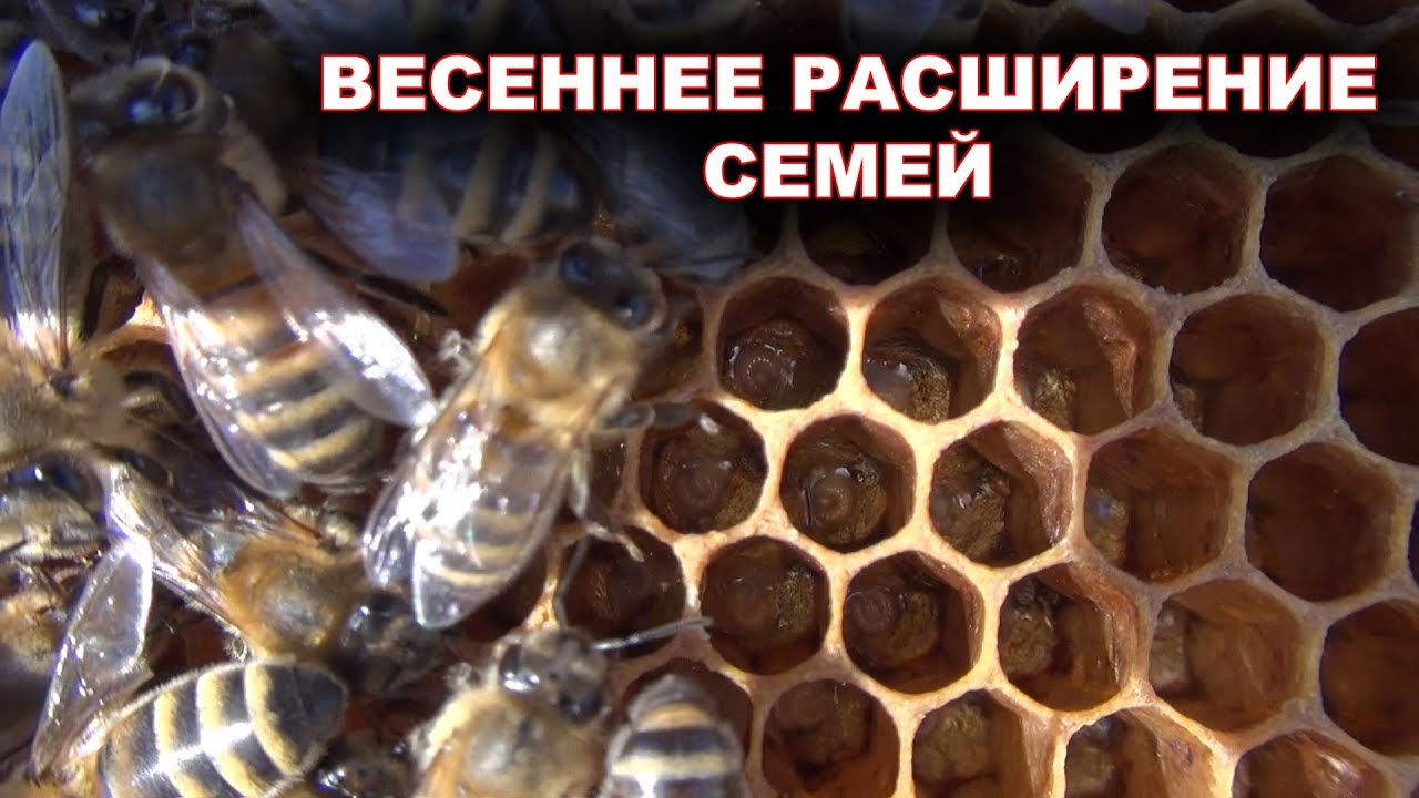 Весеннее расширение семей.