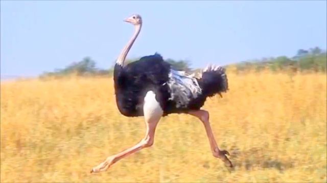 15 фактов о животных смотреть онлайн