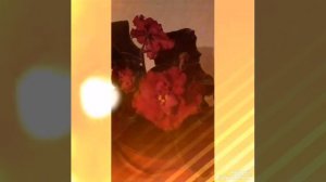 Фиалка Emergency Чрезвычайная