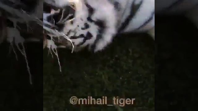 FLYING TIGER! ЛЕТАЮЩИЙ ТИГР ! #Shorts