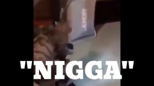 Cat on hover board "NIGGA" meme.