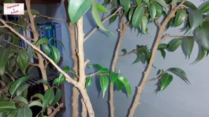 Преображение фикуса Бенджамина: обрезка и советы по уходу за растением