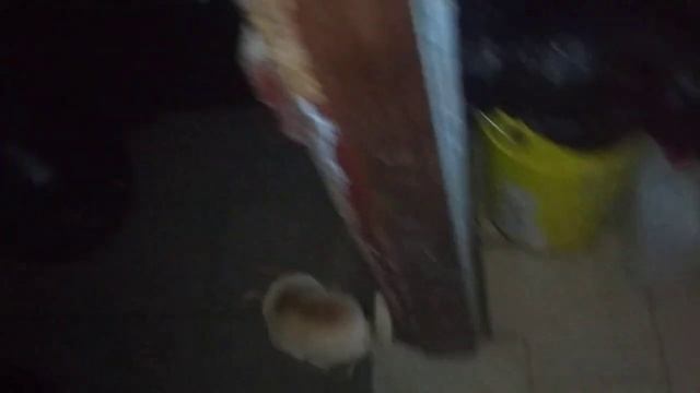 ДОБРЫЙ ВЕЧЕР НОРМАЛЬНЫЕ ПОДПИСЧИКИ❗Я РЕШИЛ СВАРИТЬ МЯСА,МУКБАНГ